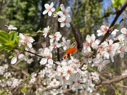 E1D410CC-3F2F-43D7-938F-66422027C298-22244-000004E0F2AEE356